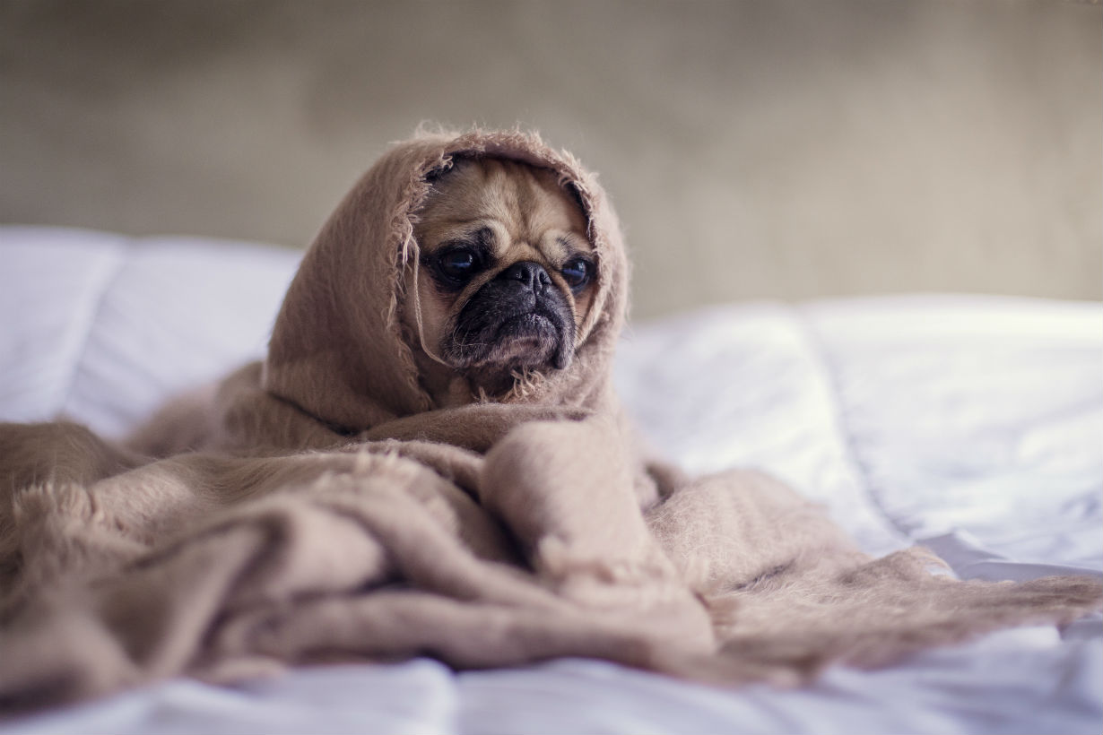 dog_covered2
