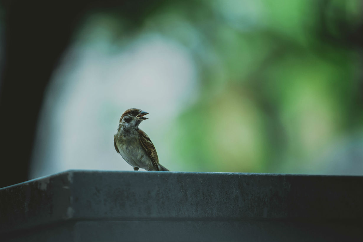 little_sparrow3